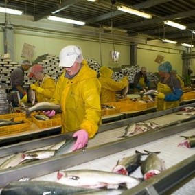 Рыбоперерабатывающий завод в собственность с землей